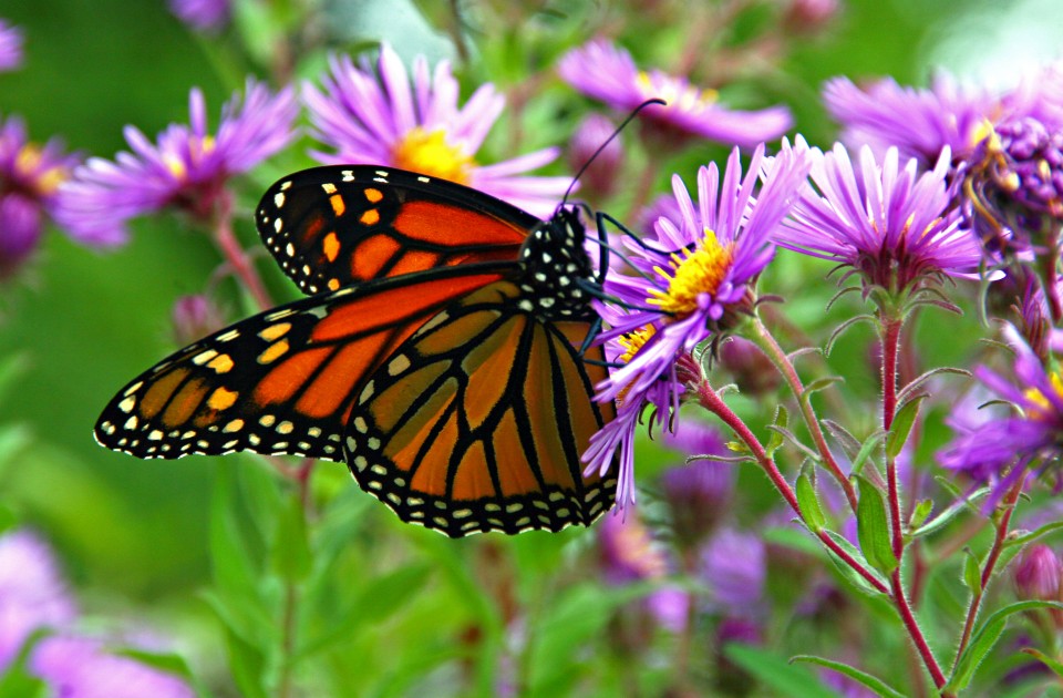 Monarch_butterfly_-_Butterfly_Place_in_Westford,_Massachusetts_(2)
