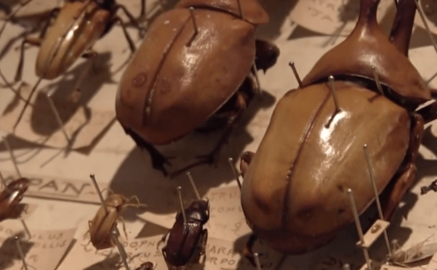 Bowdler's Beetles