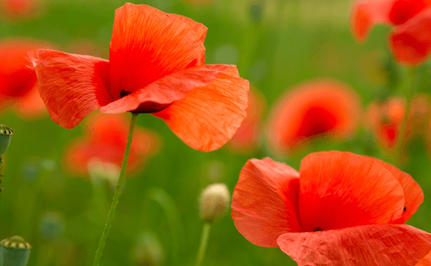 Poppies