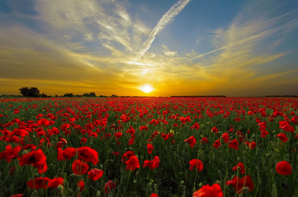 poppy field